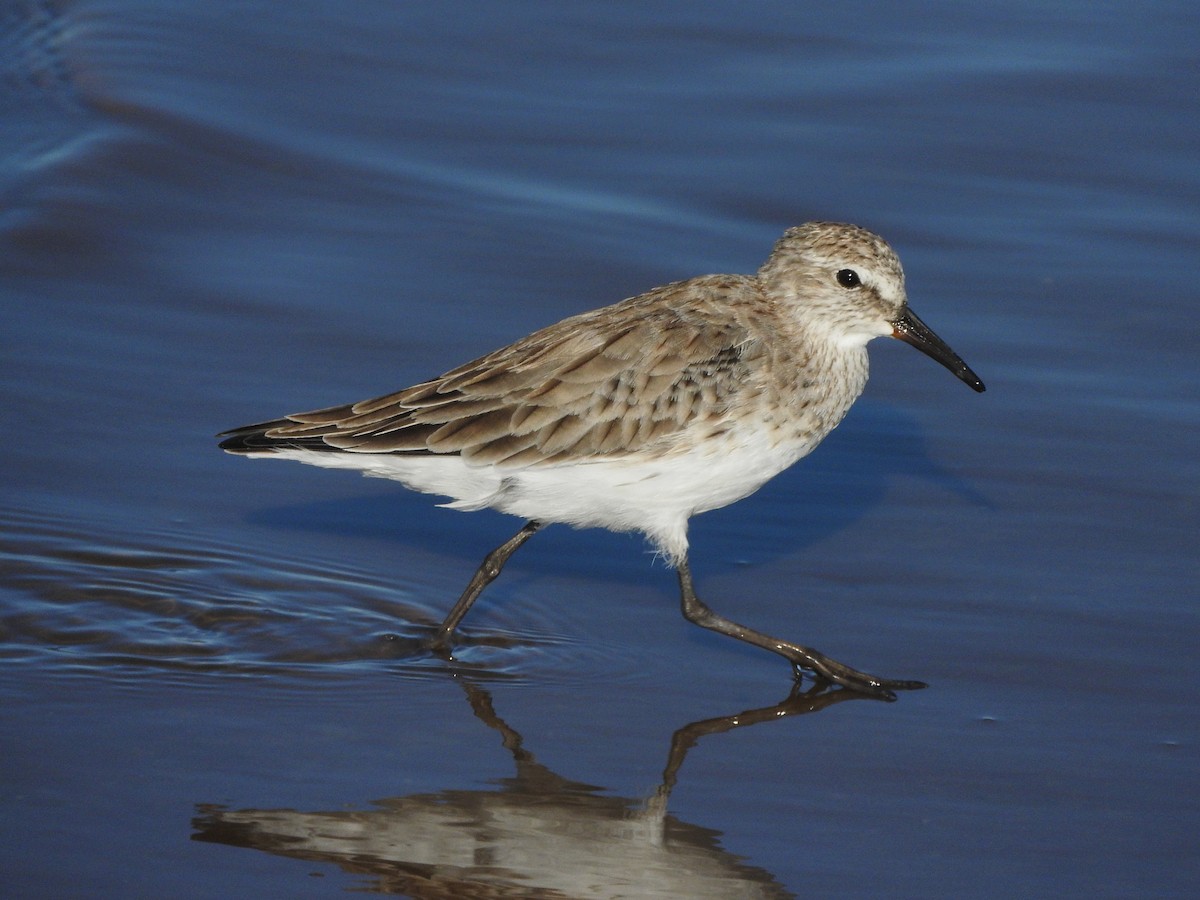 White-rumped Sandpiper - ML633133127