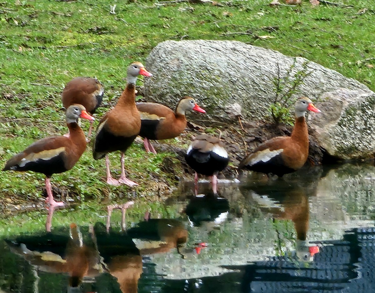 Black-bellied Whistling-Duck - ML633133142