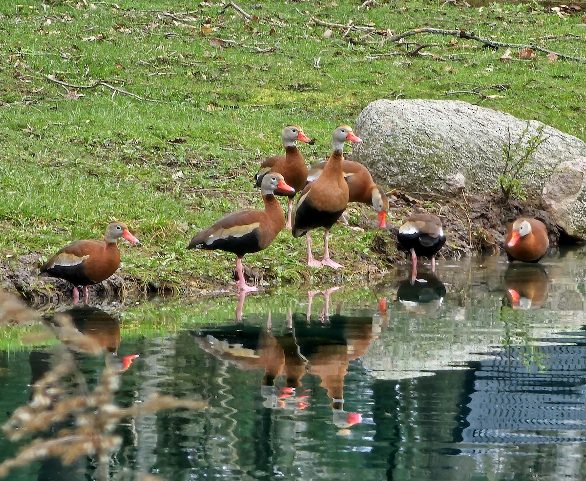Black-bellied Whistling-Duck - ML633133155