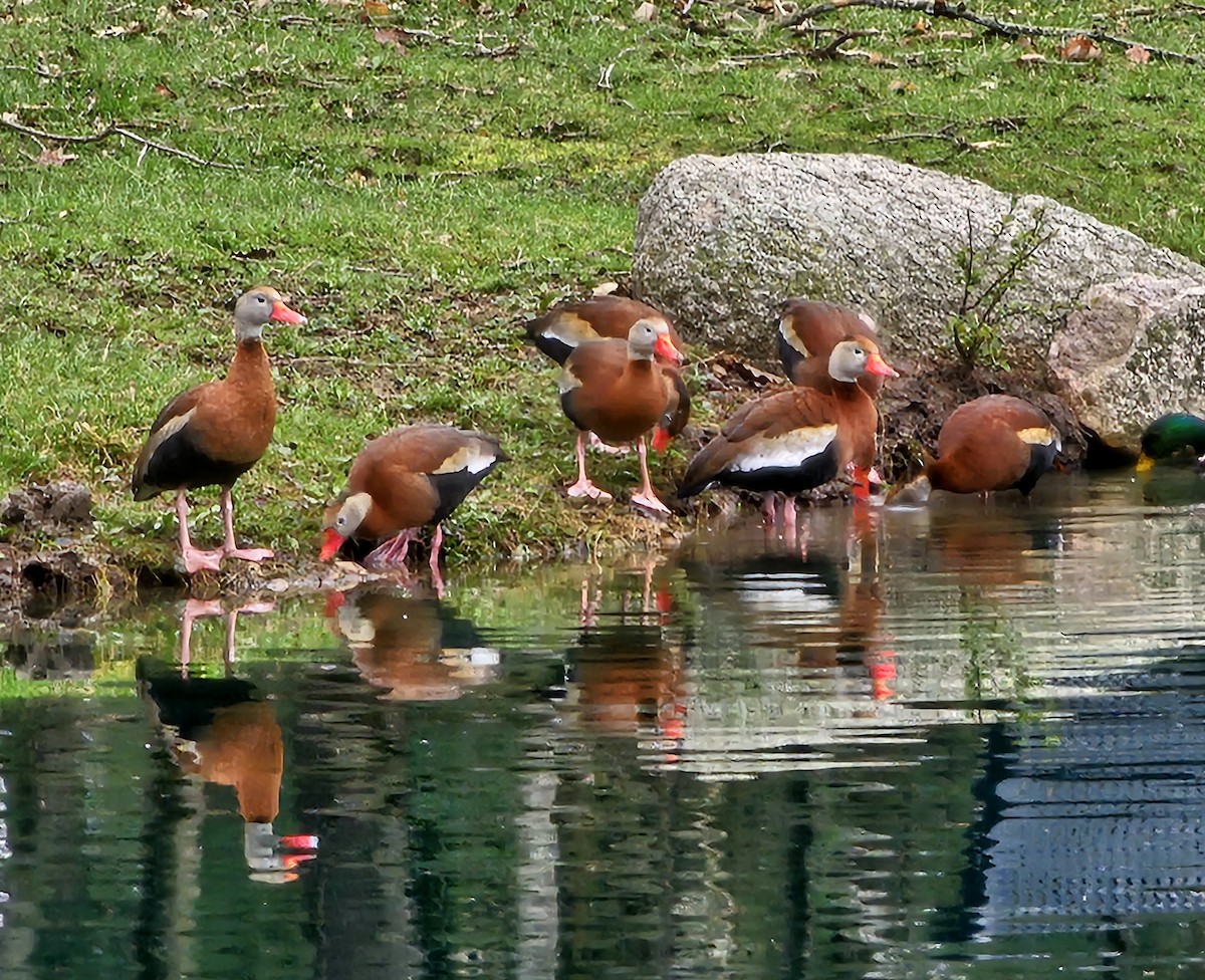 Black-bellied Whistling-Duck - ML633133164