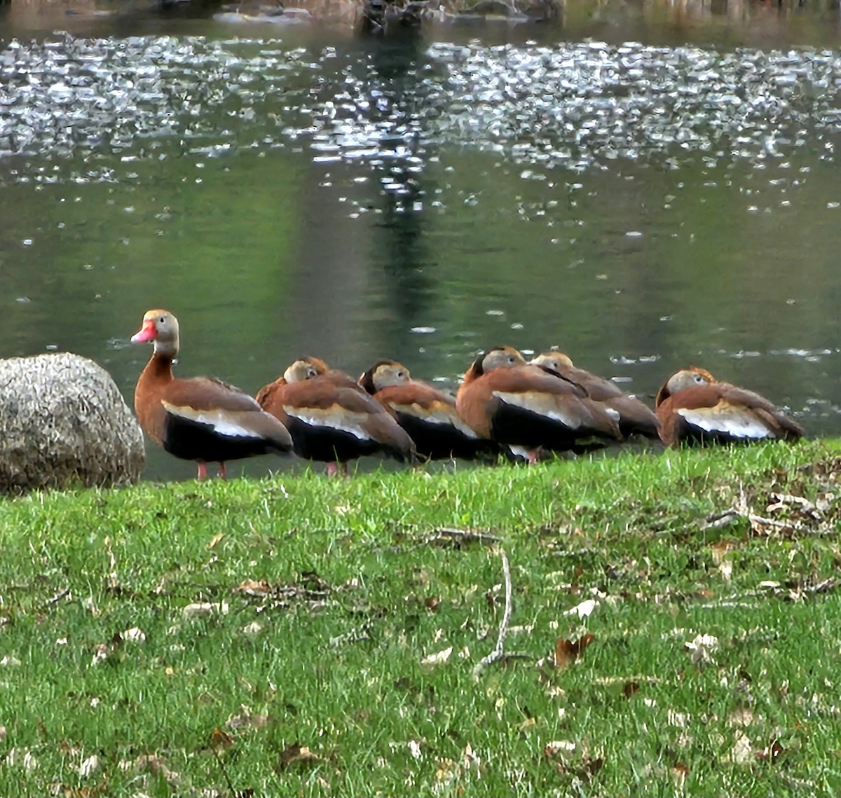 Black-bellied Whistling-Duck - ML633133250