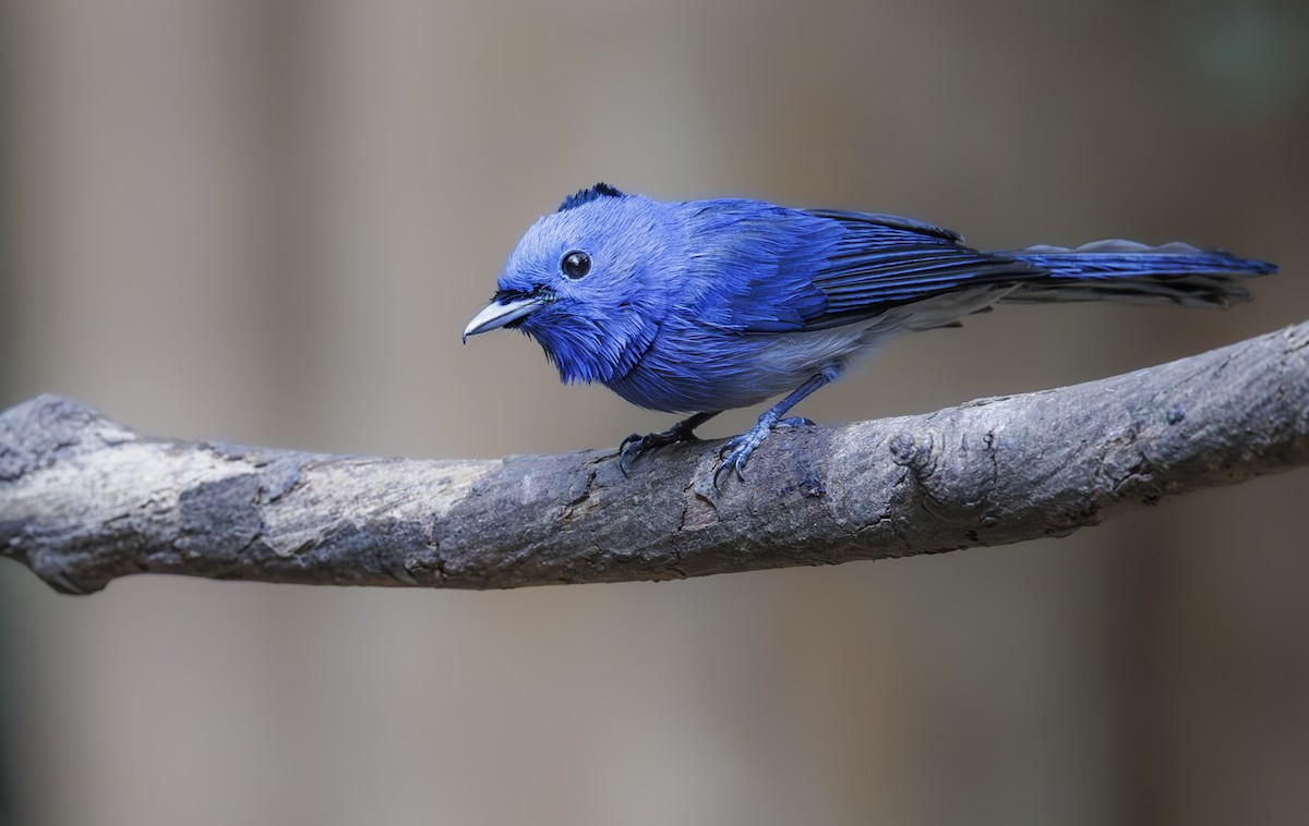 Black-naped Monarch - ML633133295