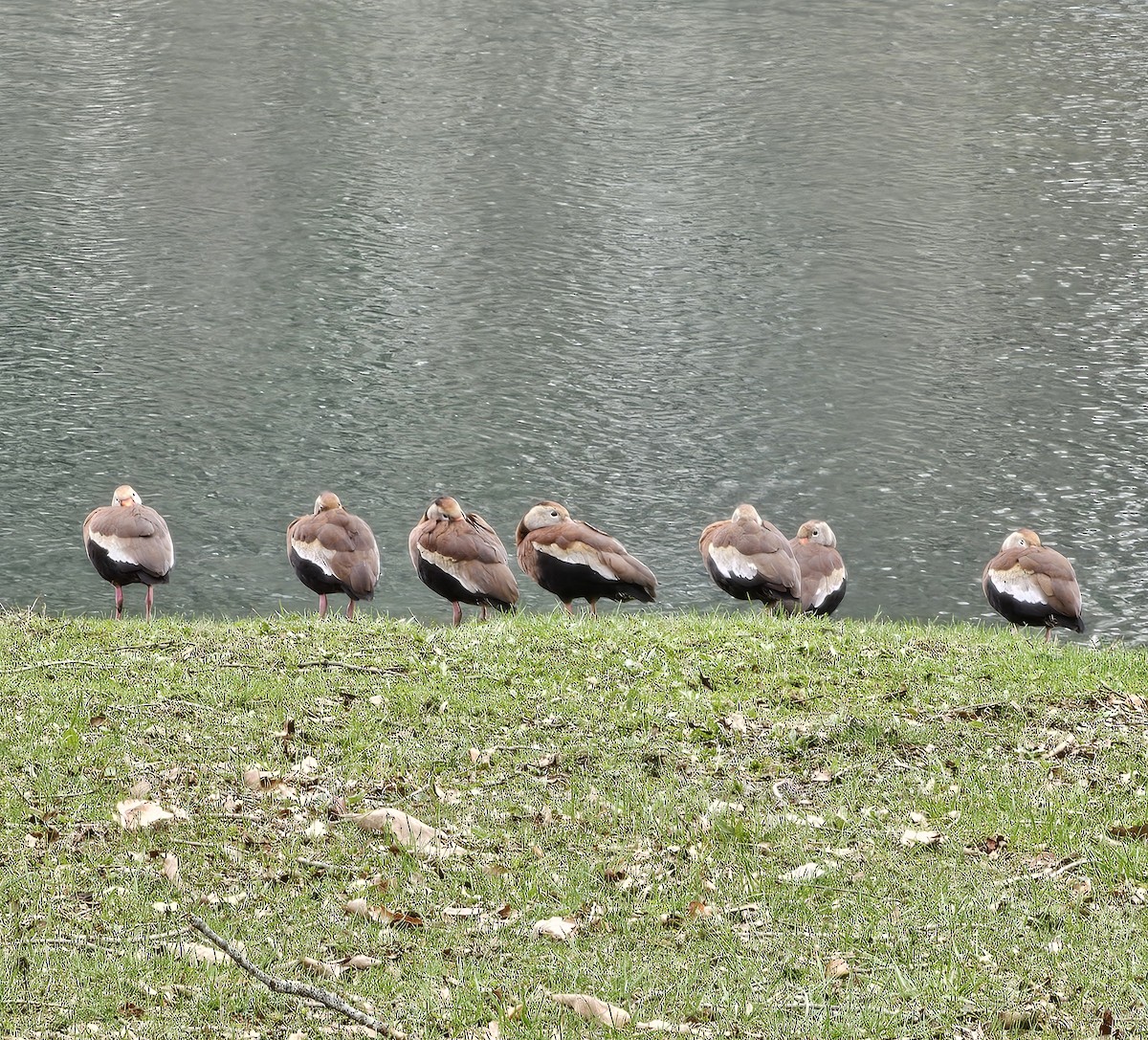 Black-bellied Whistling-Duck - ML633133315