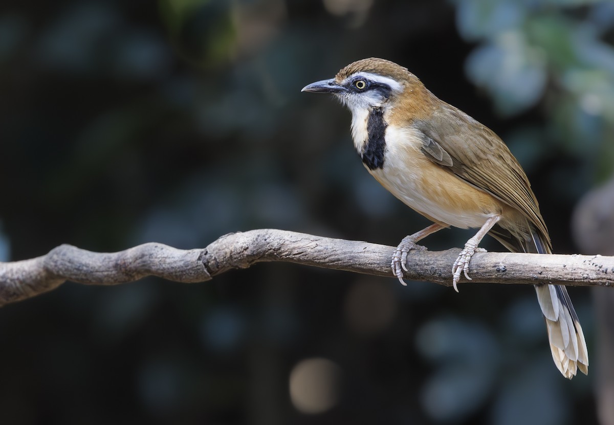 Lesser Necklaced Laughingthrush - ML633133394