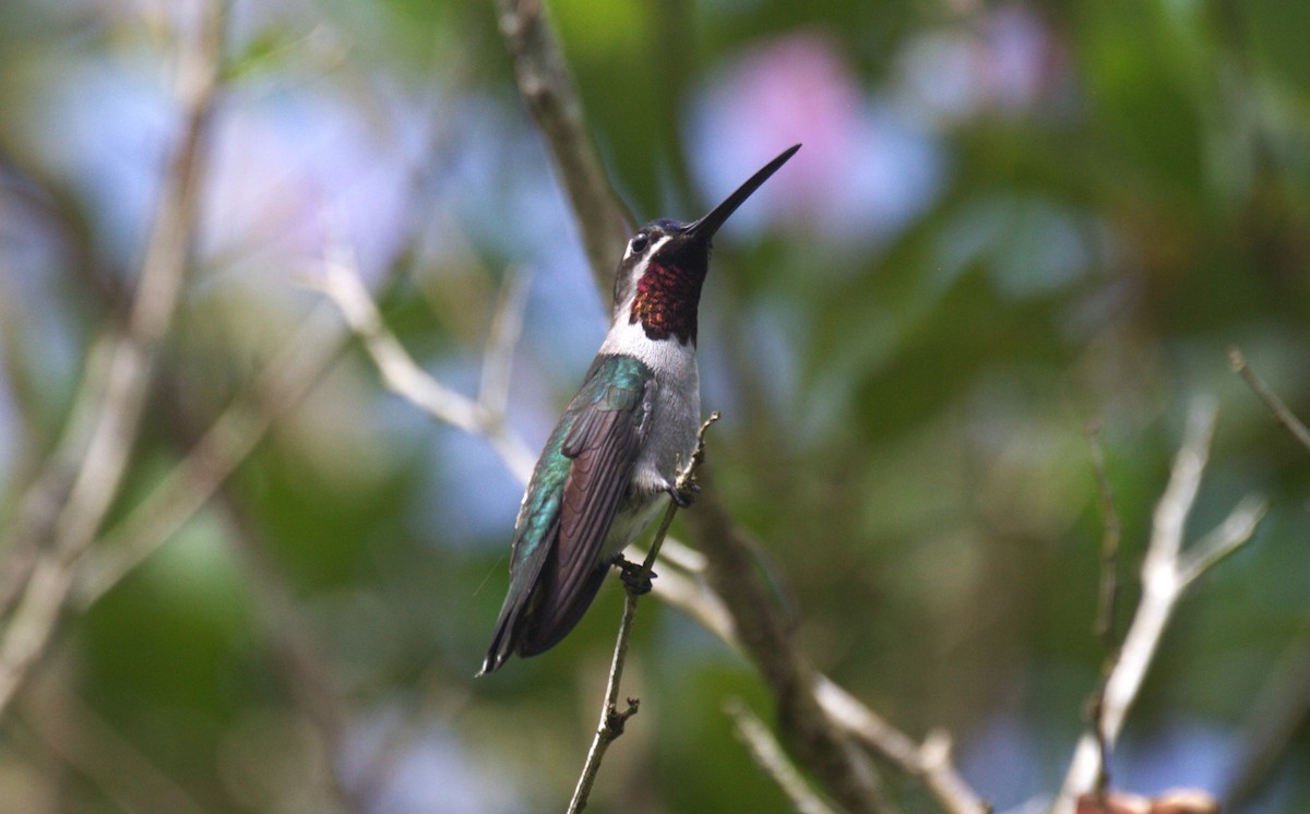 Long-billed Starthroat - ML633133661