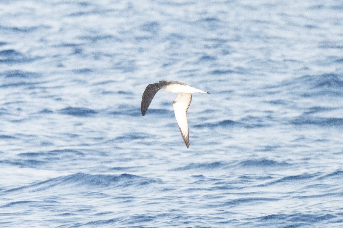 Petrel de las Juan Fernández - ML633133662