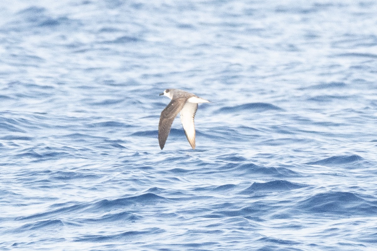 Petrel de las Juan Fernández - ML633133664