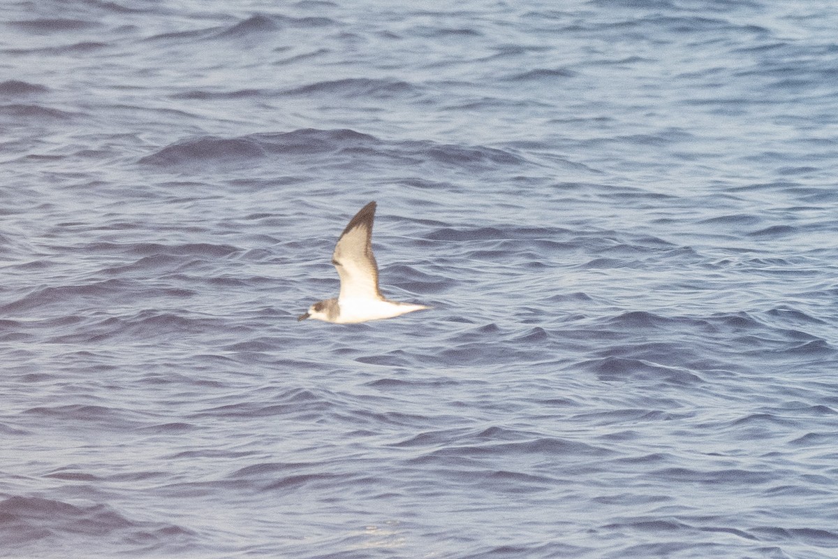 Petrel de las Juan Fernández - ML633133665