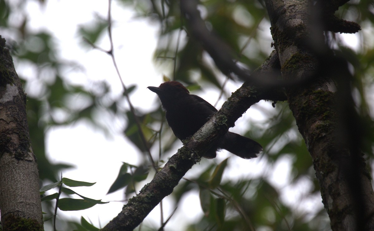Glossy Antshrike - ML633133688
