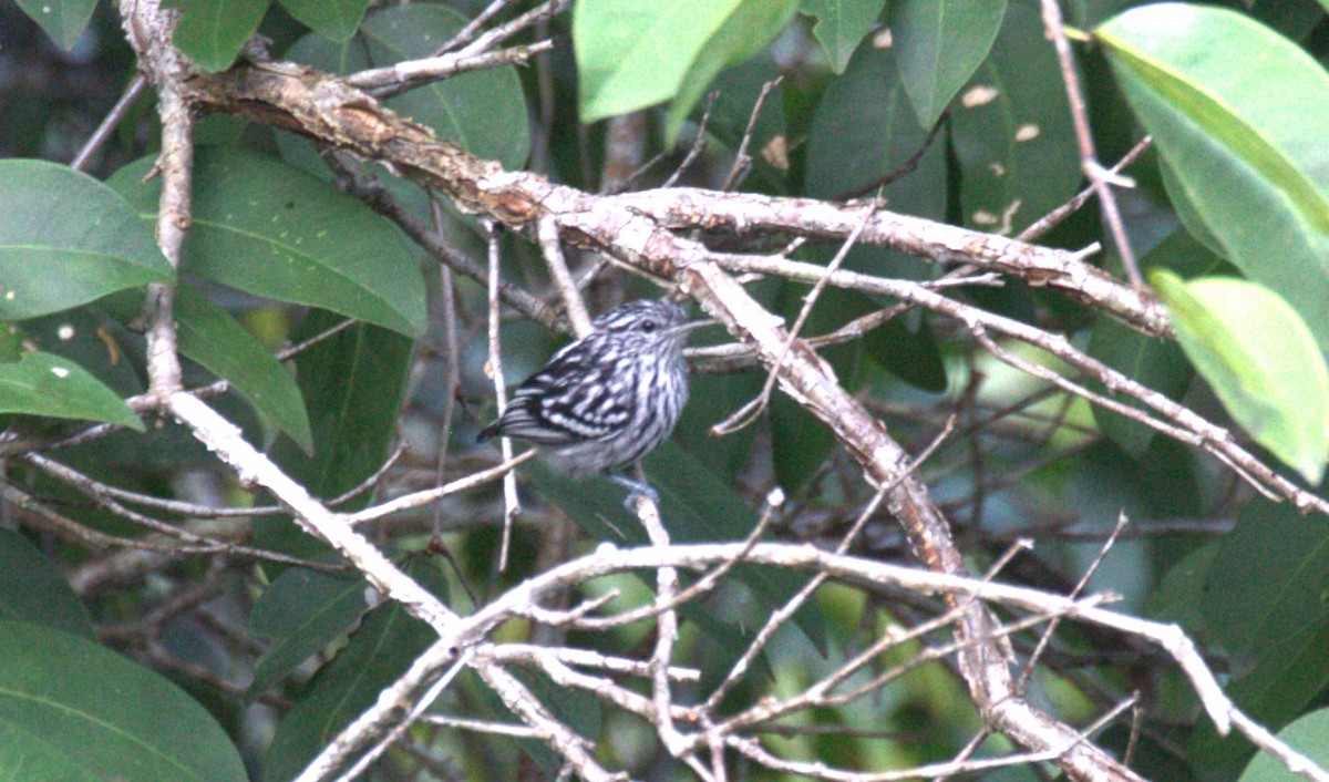 Amazonian Streaked-Antwren - ML633133738