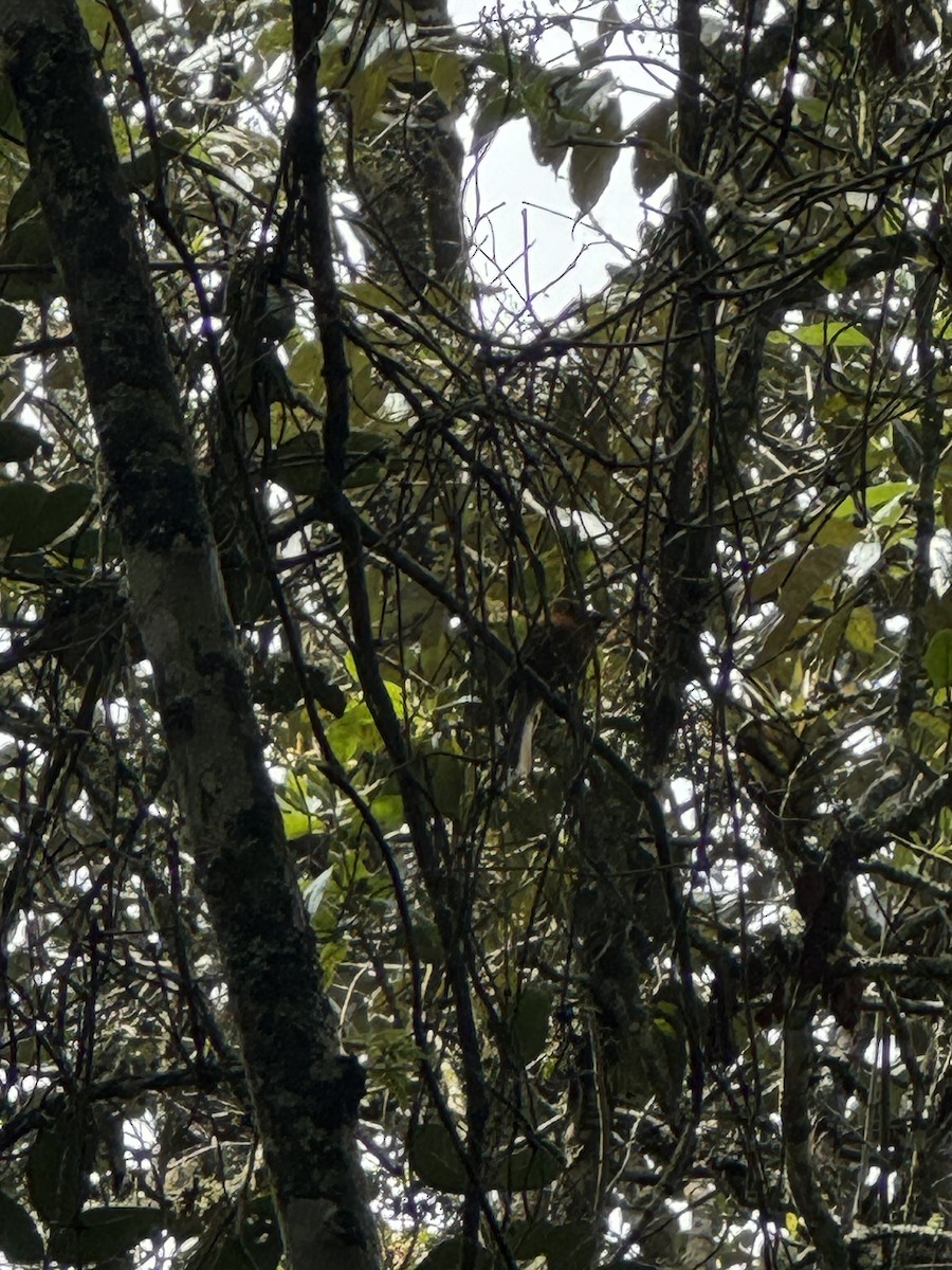 Birro Chico - ML633133756