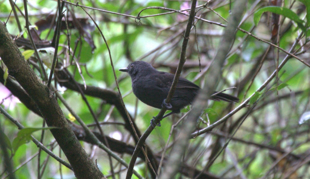 Blackish Antbird - ML633133776
