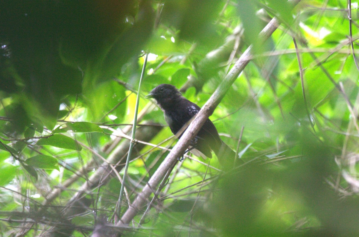 Manu Antbird - ML633133785