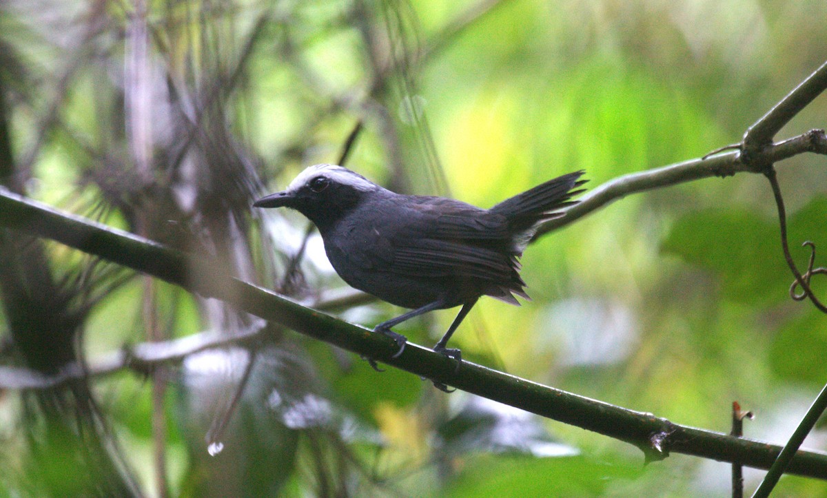 White-browed Antbird - ML633133796
