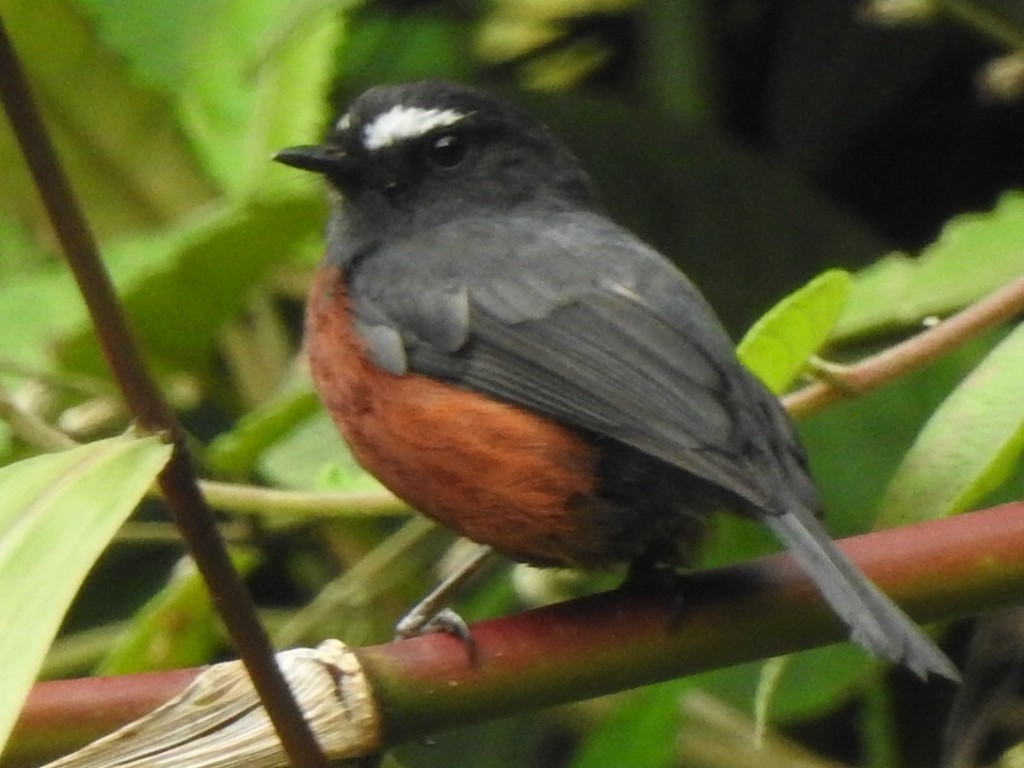 Chestnut-bellied Chat-Tyrant - ML633133822