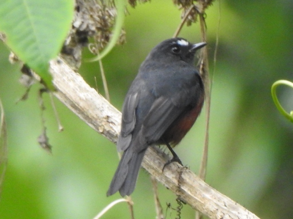 Chestnut-bellied Chat-Tyrant - ML633133824
