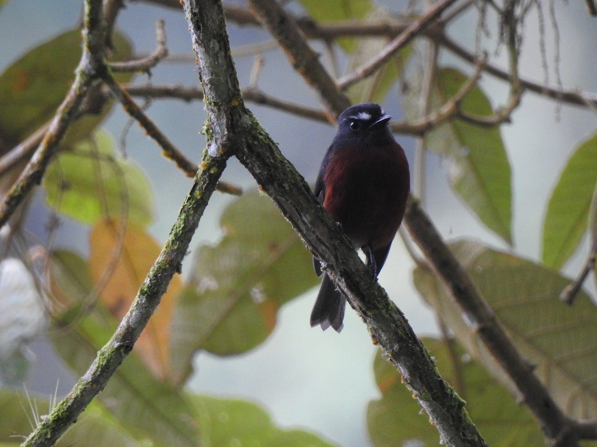 Chestnut-bellied Chat-Tyrant - ML633133839