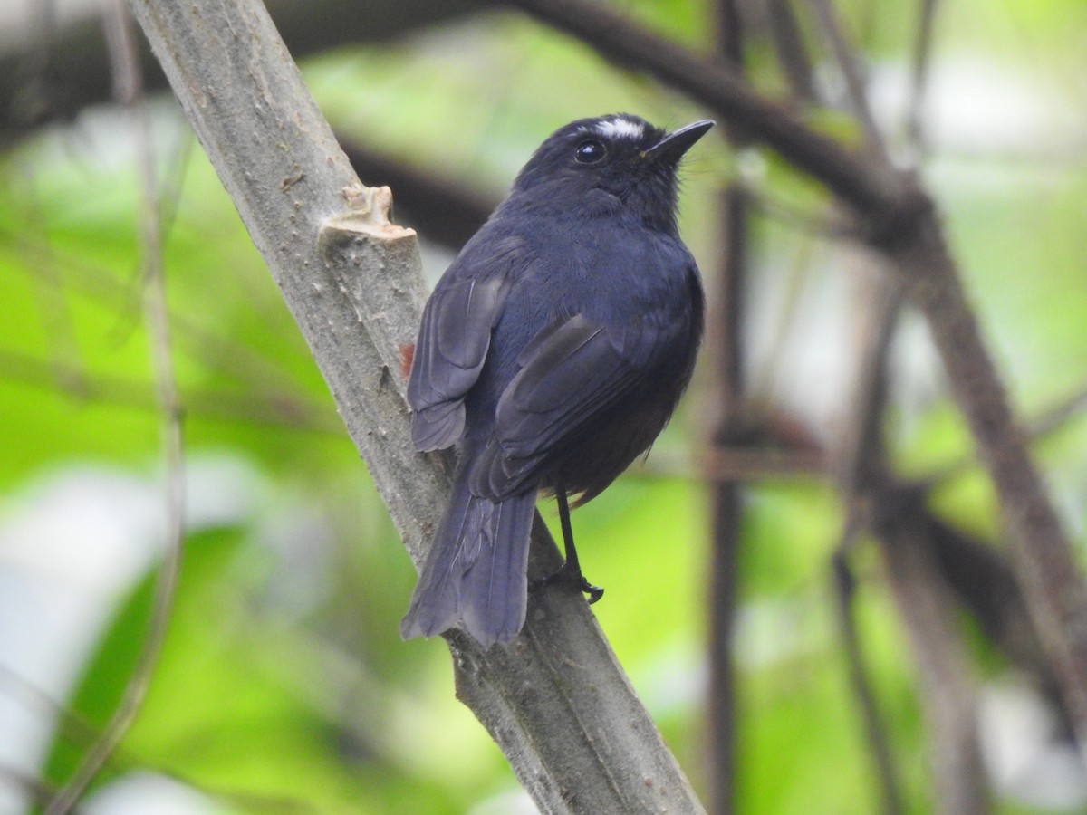 Chestnut-bellied Chat-Tyrant - ML633133842