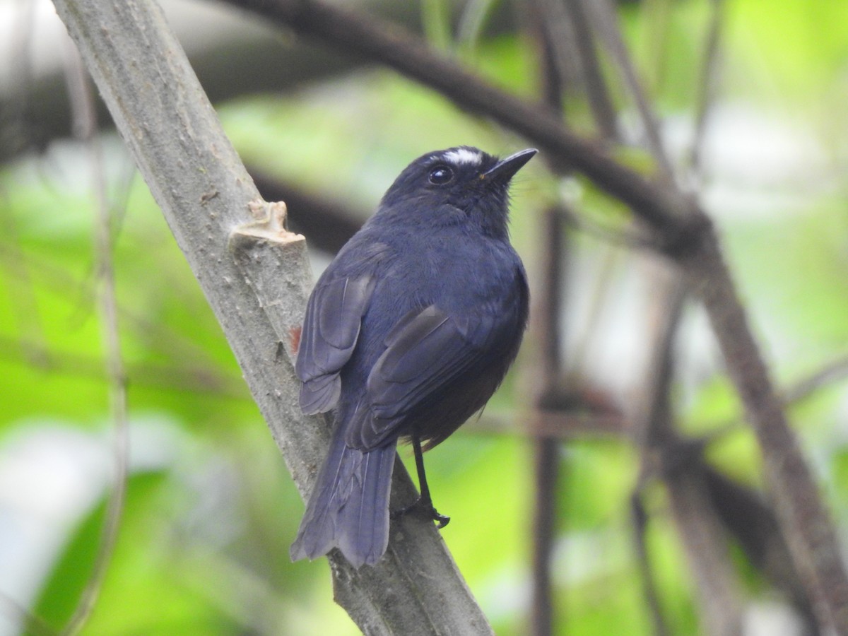 Chestnut-bellied Chat-Tyrant - ML633133844