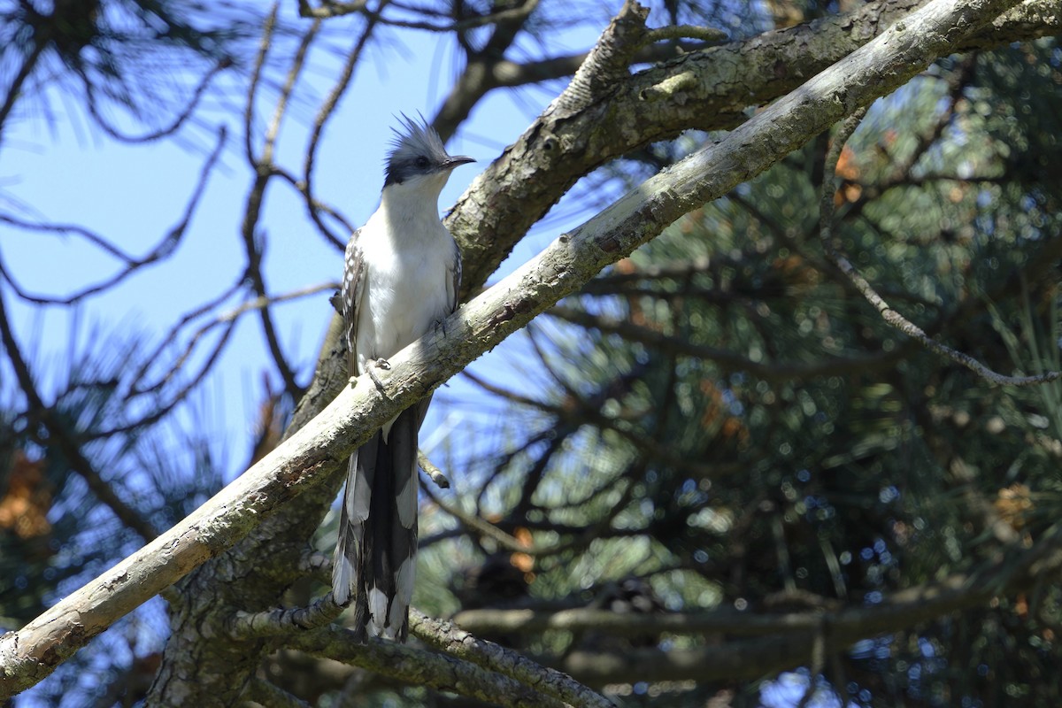 Great Spotted Cuckoo - ML633133920
