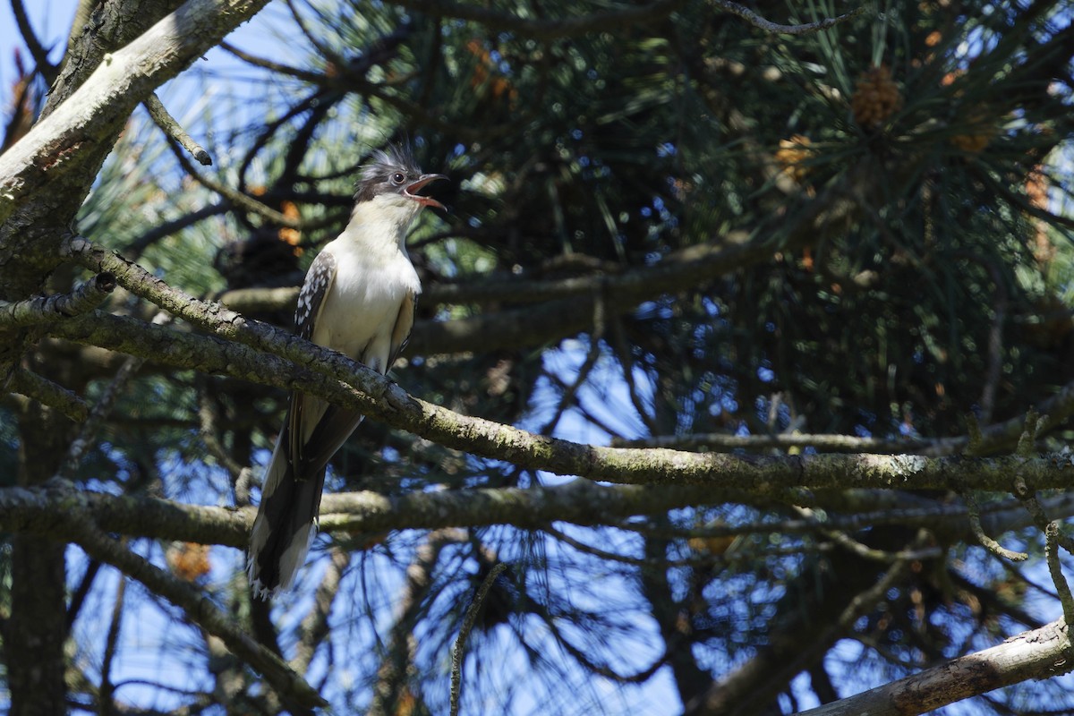 Great Spotted Cuckoo - ML633133921