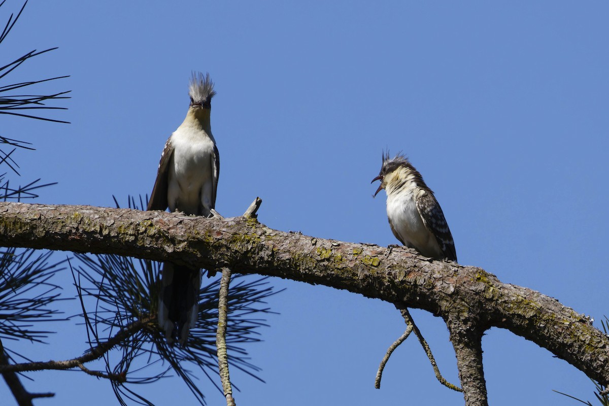 Great Spotted Cuckoo - ML633133922