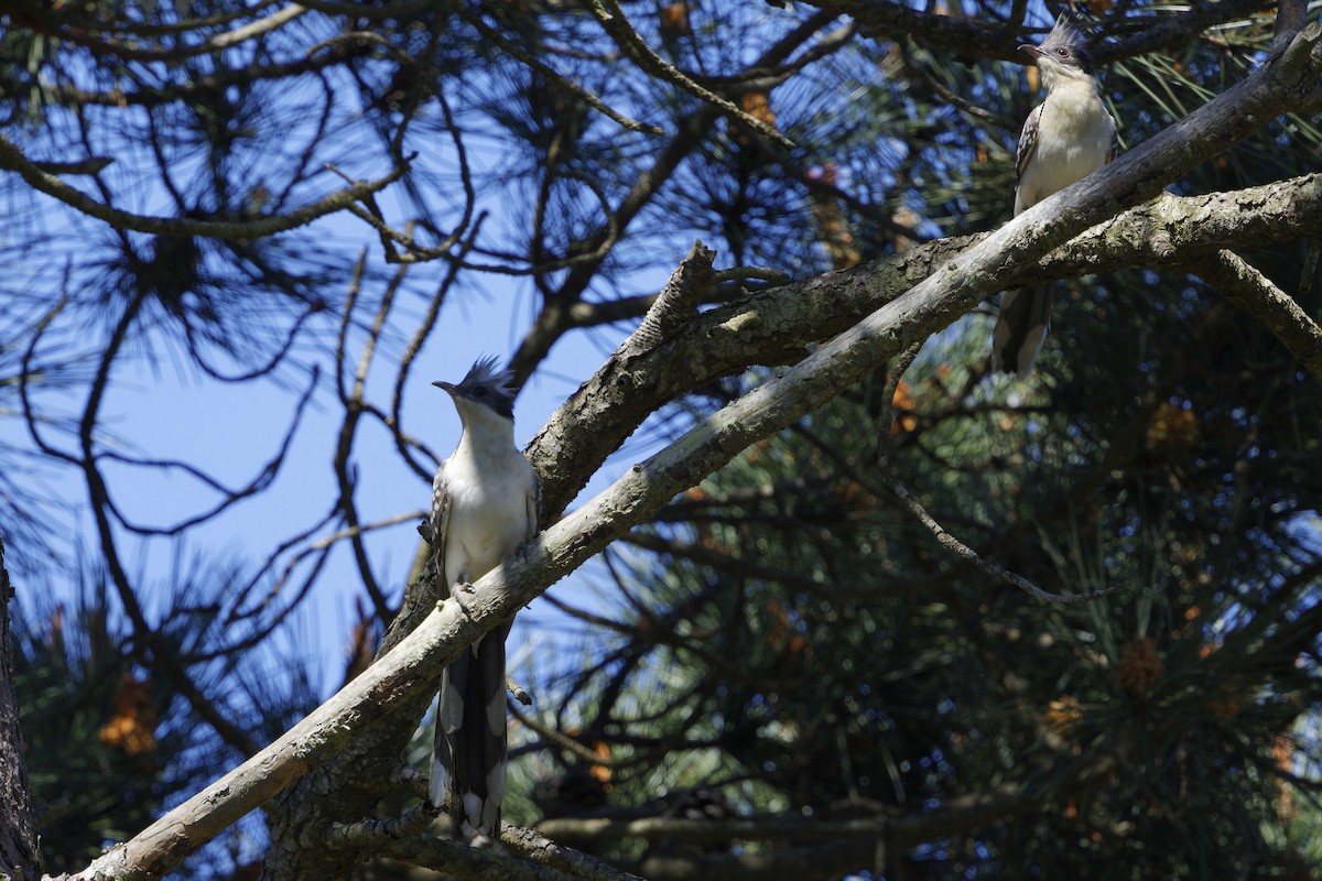 Great Spotted Cuckoo - ML633133923