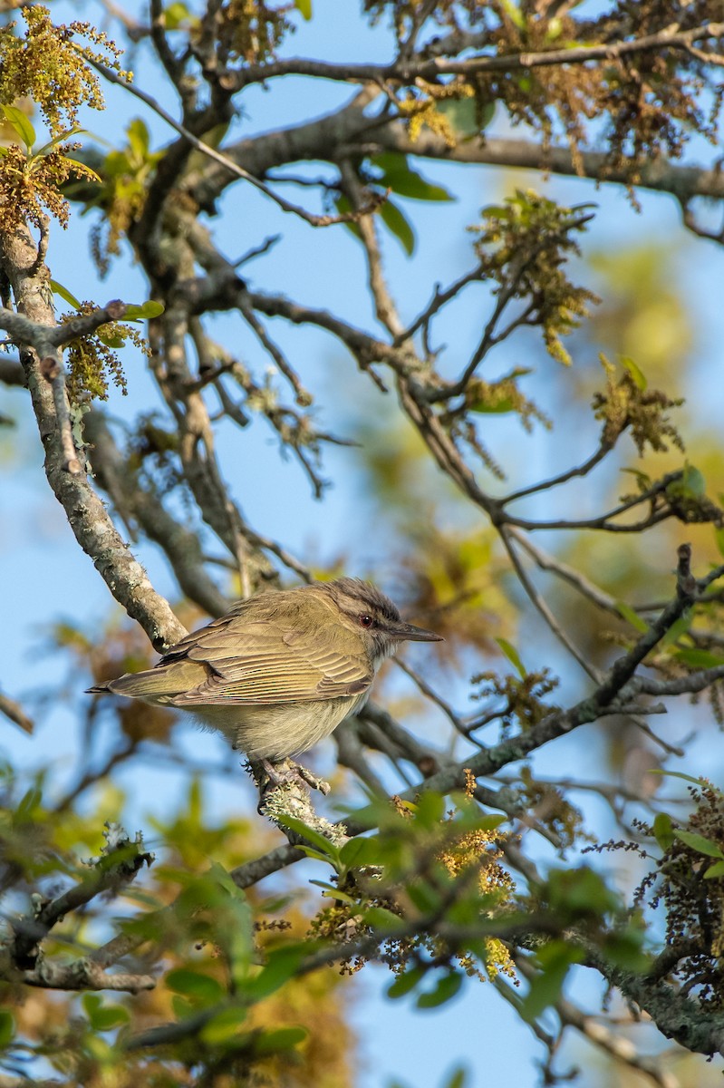 Black-whiskered Vireo - ML633134137
