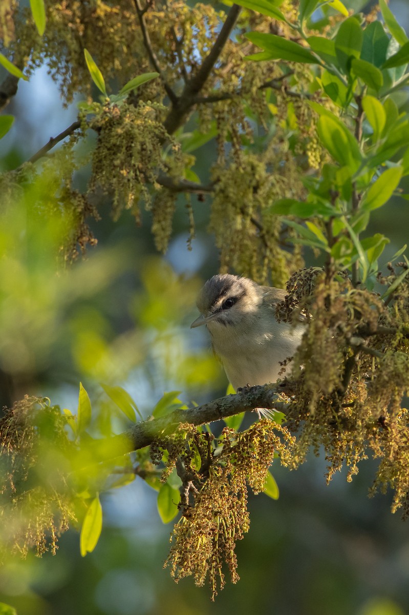 Black-whiskered Vireo - ML633134138