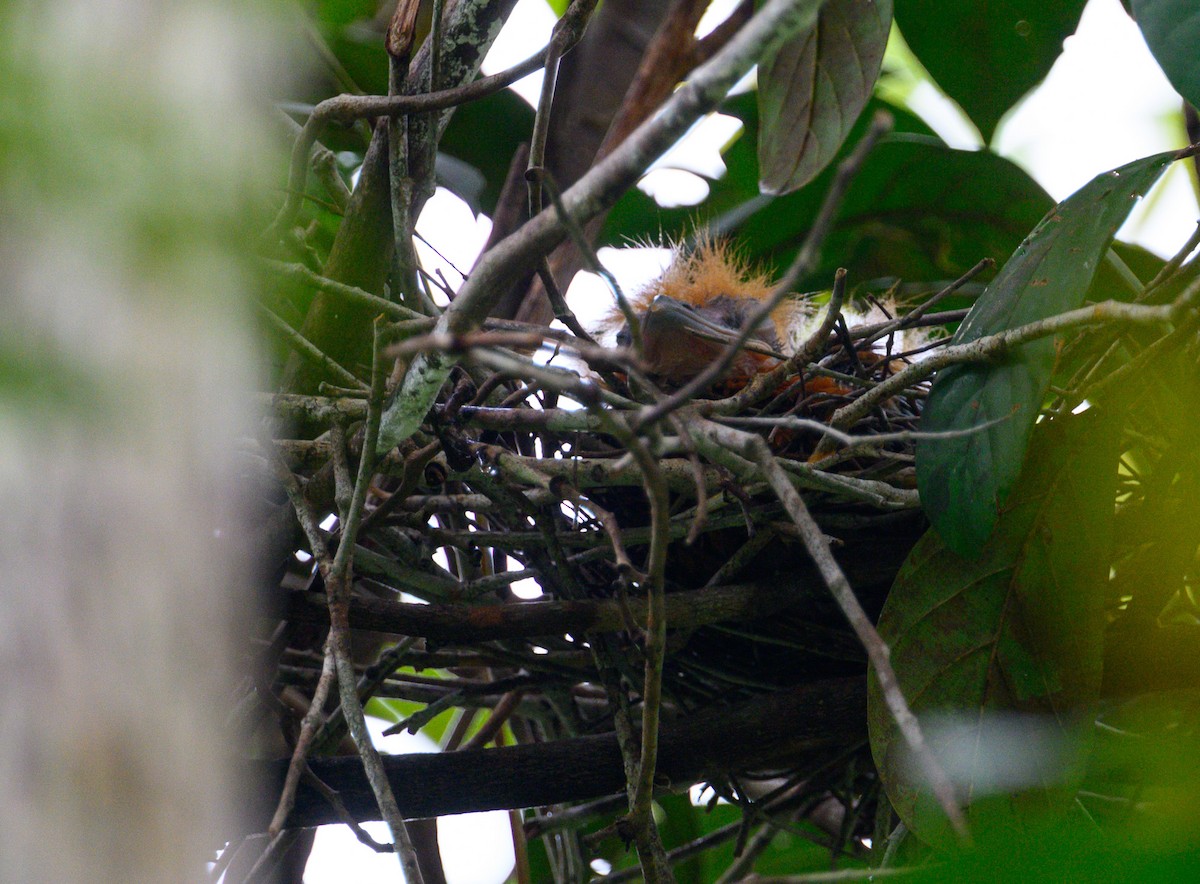 Capuchinbird - ML633134152