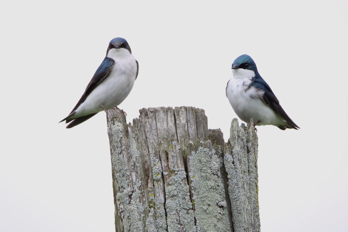 Tree Swallow - Caleb Maier 📷🦆