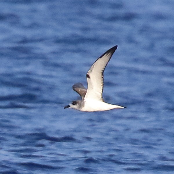 Petrel de las Juan Fernández - ML633134359