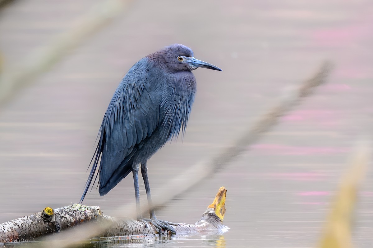 Little Blue Heron - Seth Barr