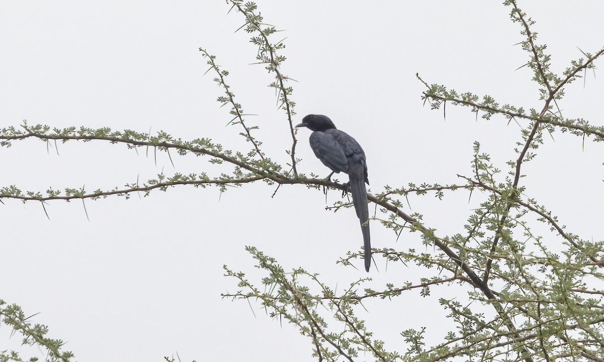 Bristle-crowned Starling - ML633134512