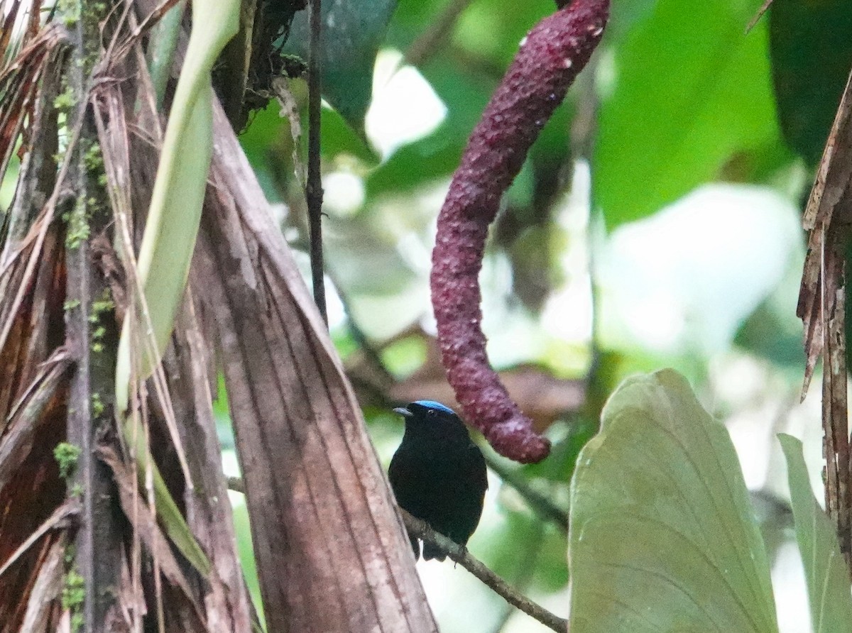 Velvety Manakin - ML633134678