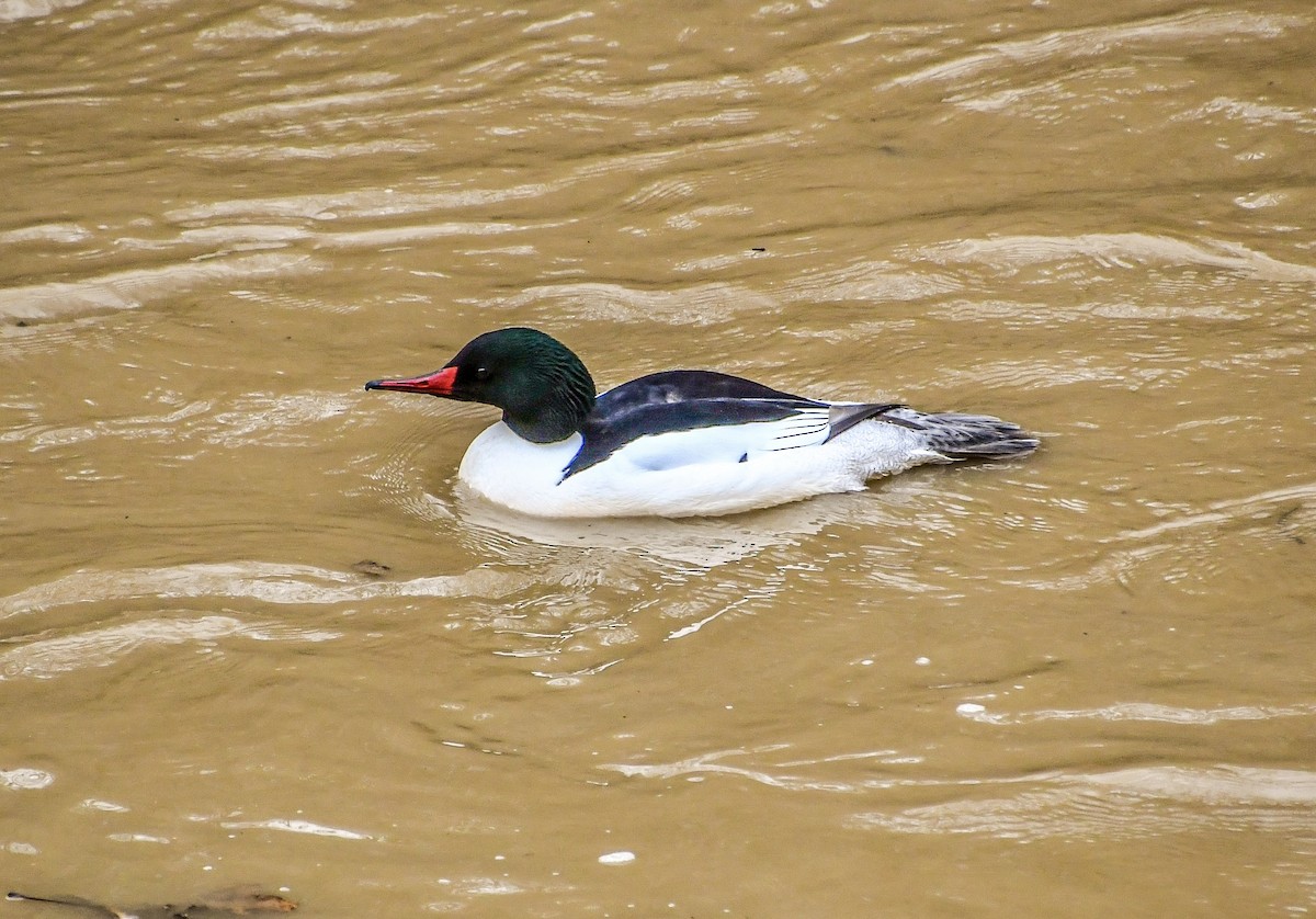 Common Merganser - ML633134761