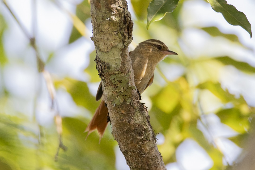 Olive Spinetail - ML633134809