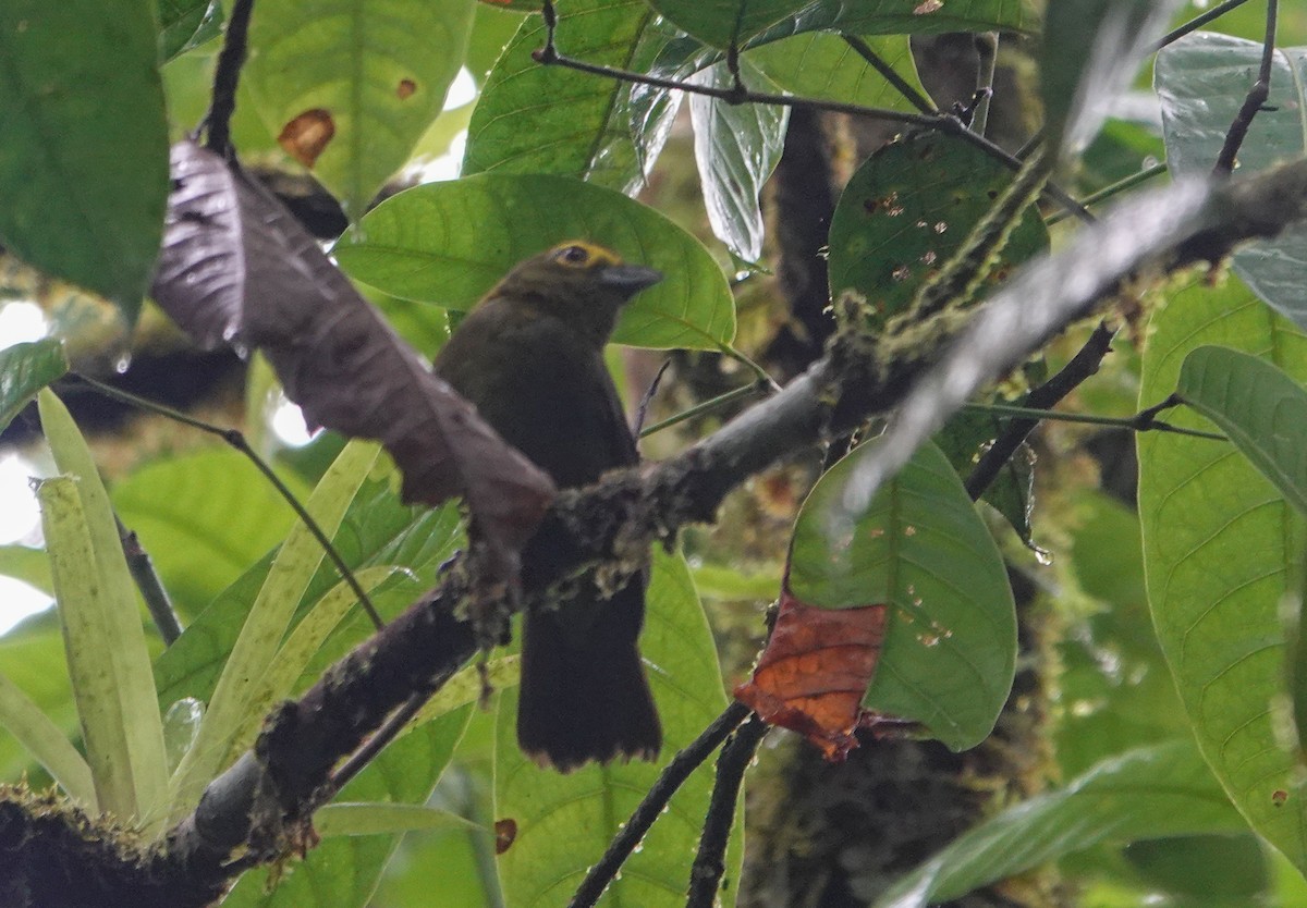 Lemon-spectacled Tanager - ML633134898