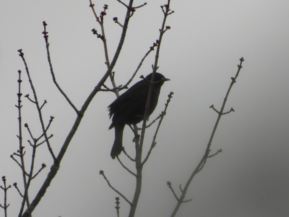 Rusty Blackbird - ML633134937