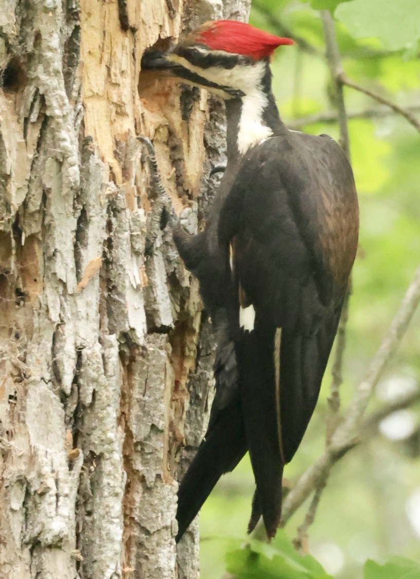 Pileated Woodpecker - ML633135017