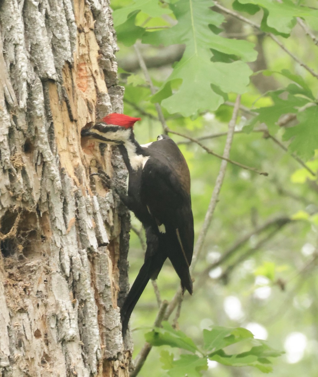 Pileated Woodpecker - ML633135018