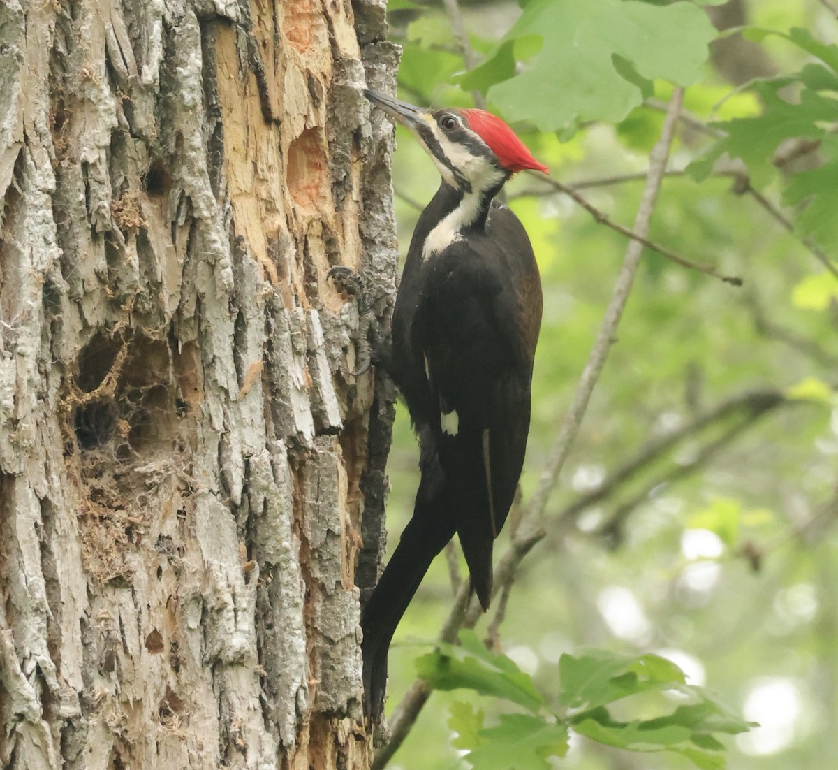 Pileated Woodpecker - ML633135019