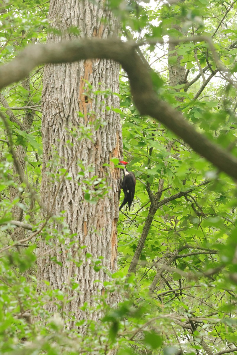 Pileated Woodpecker - ML633135020