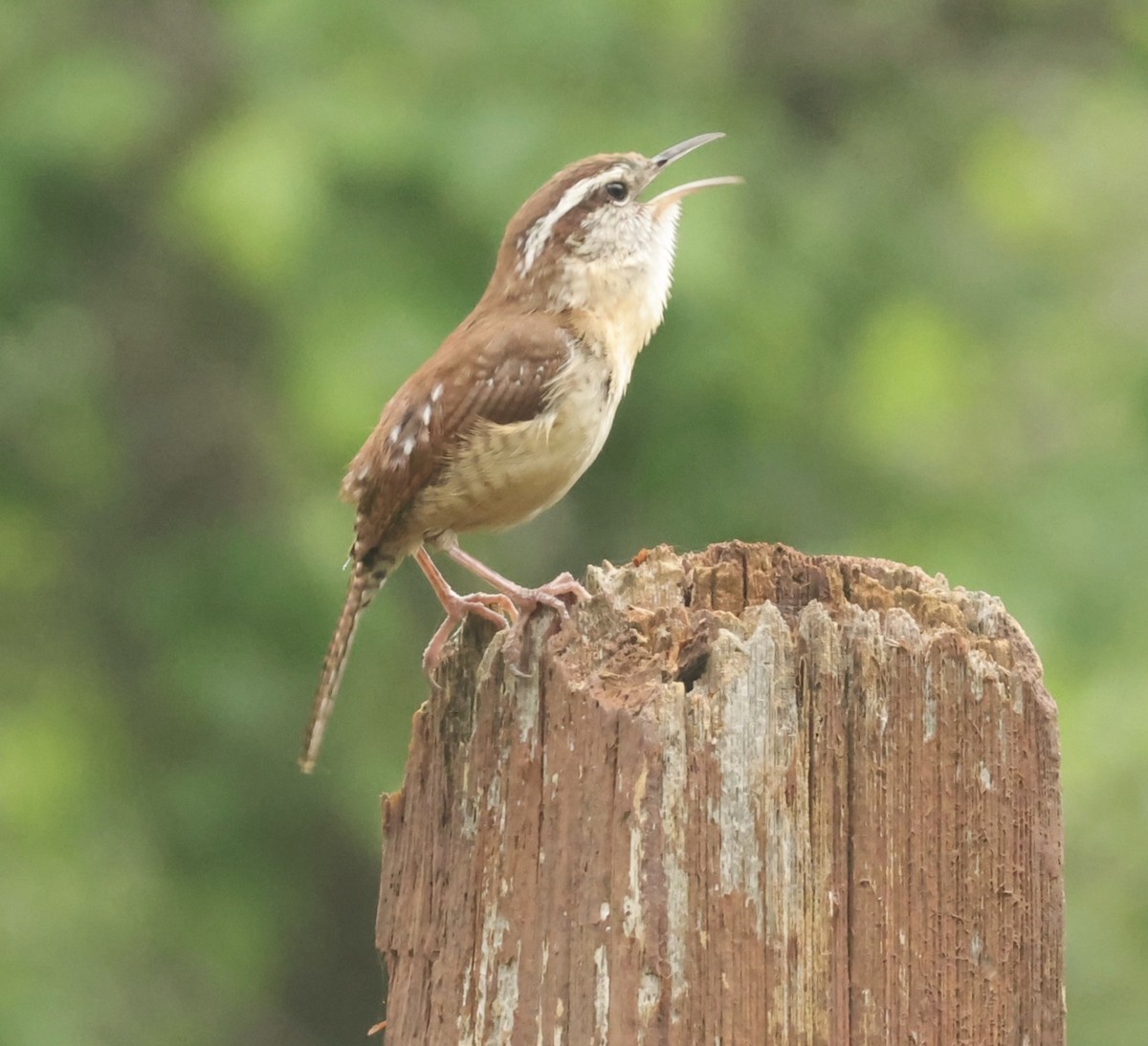 Carolina Wren - ML633135041