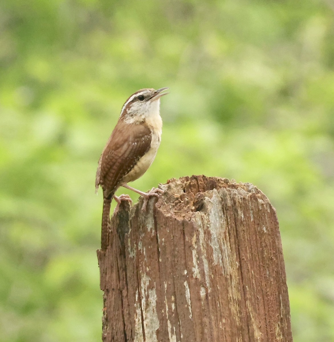 Carolina Wren - ML633135042