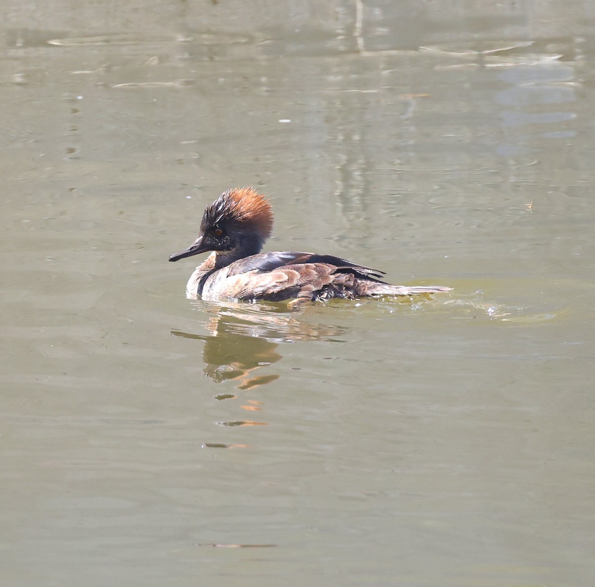 Hooded Merganser - Bryan Flaig