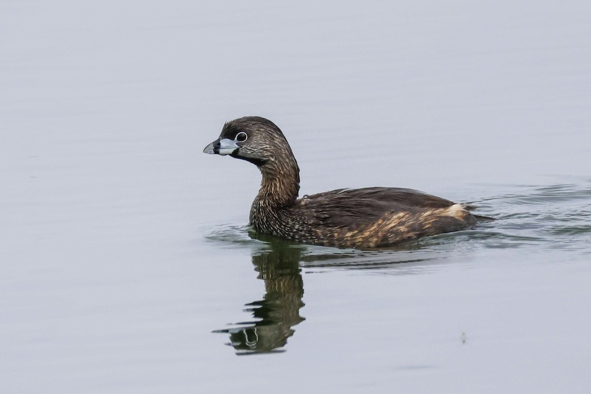 Pied-billed Grebe - ML633135073