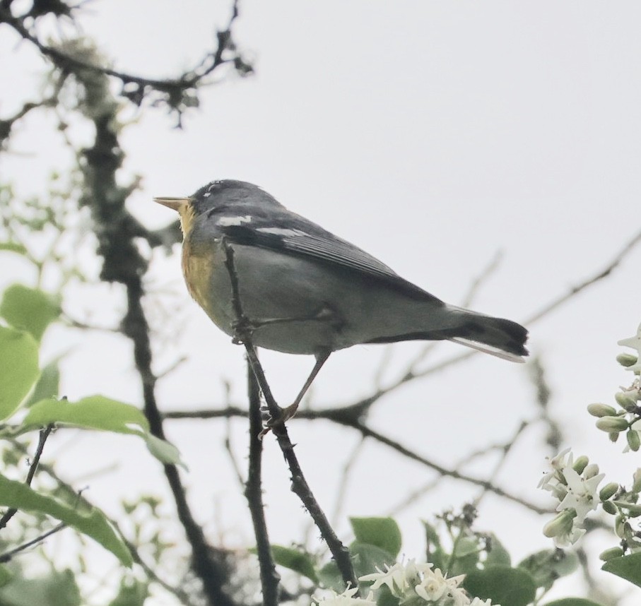 Northern Parula - ML633135093