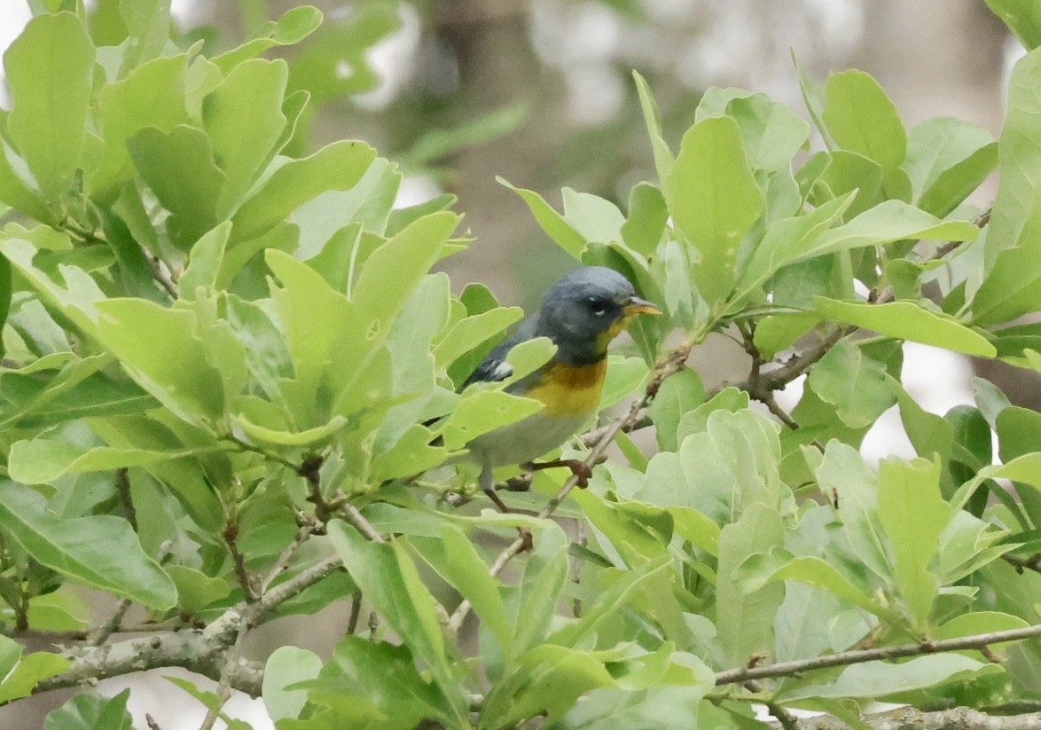 Northern Parula - ML633135094