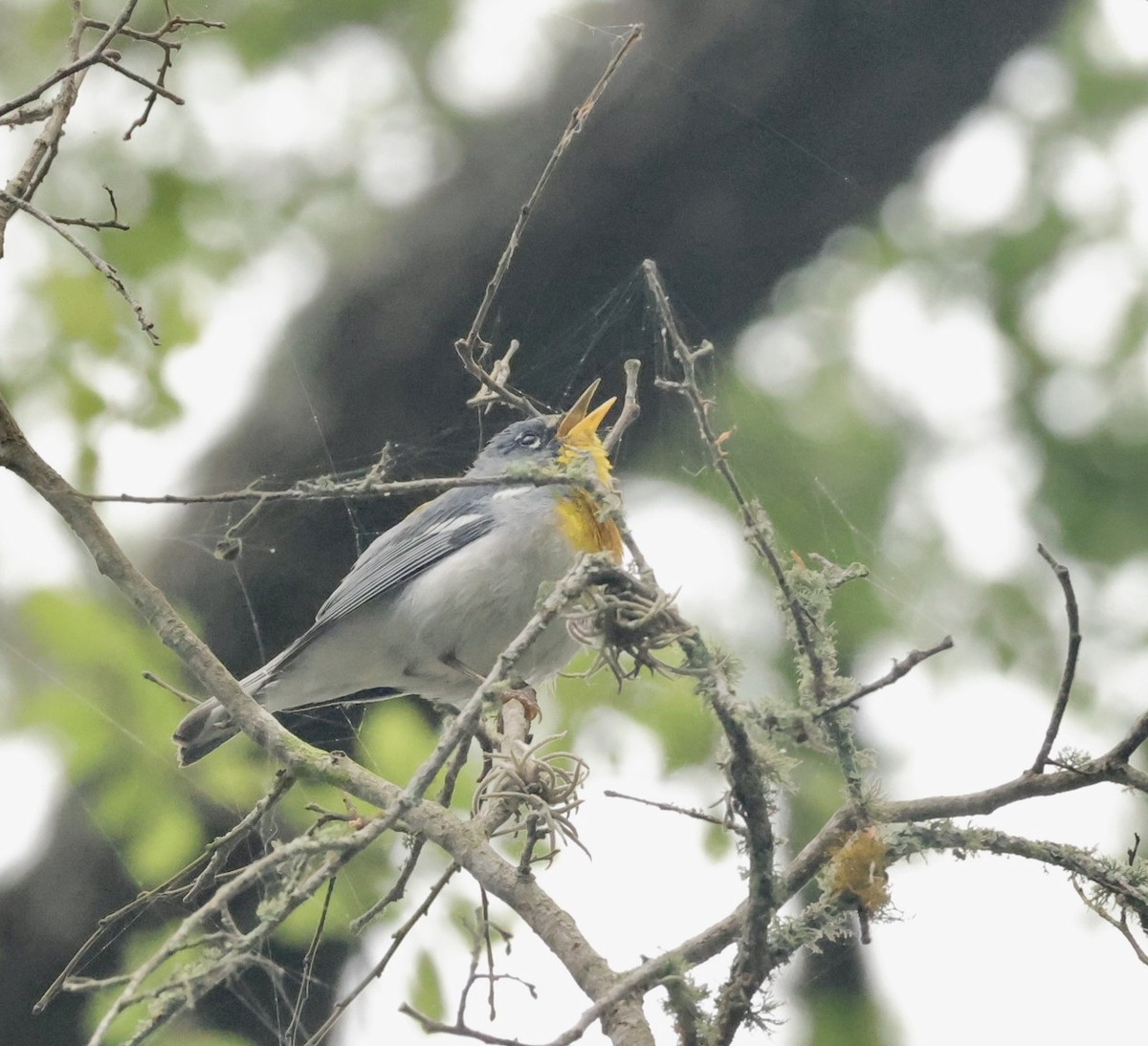 Northern Parula - ML633135095